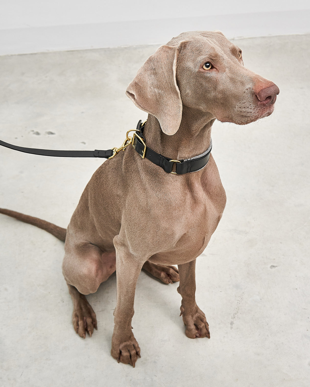 Siena Padded Leather Collar | קולר עור מרופד לכלב