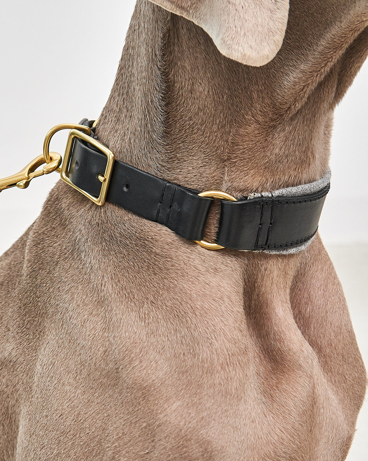 Siena Padded Leather Collar | קולר עור מרופד לכלב