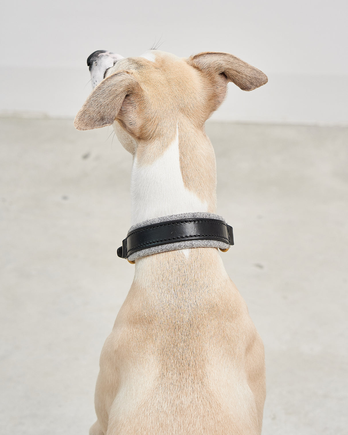 Siena Padded Leather Collar | קולר עור מרופד לכלב