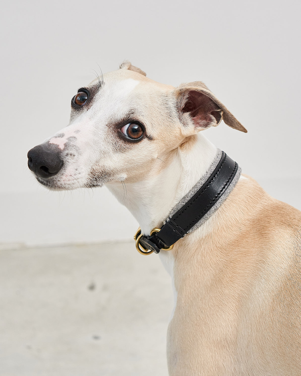 Siena Padded Leather Collar | קולר עור מרופד לכלב