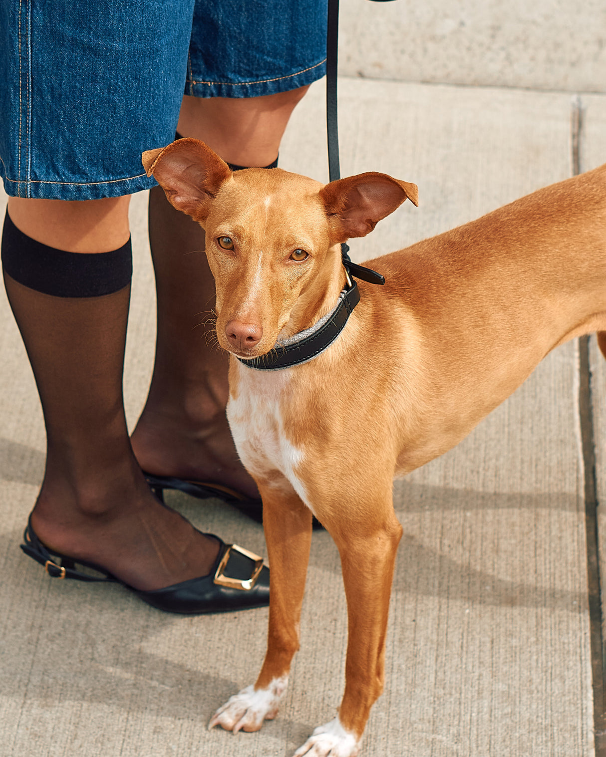 Siena Padded Leather Collar | קולר עור מרופד לכלב