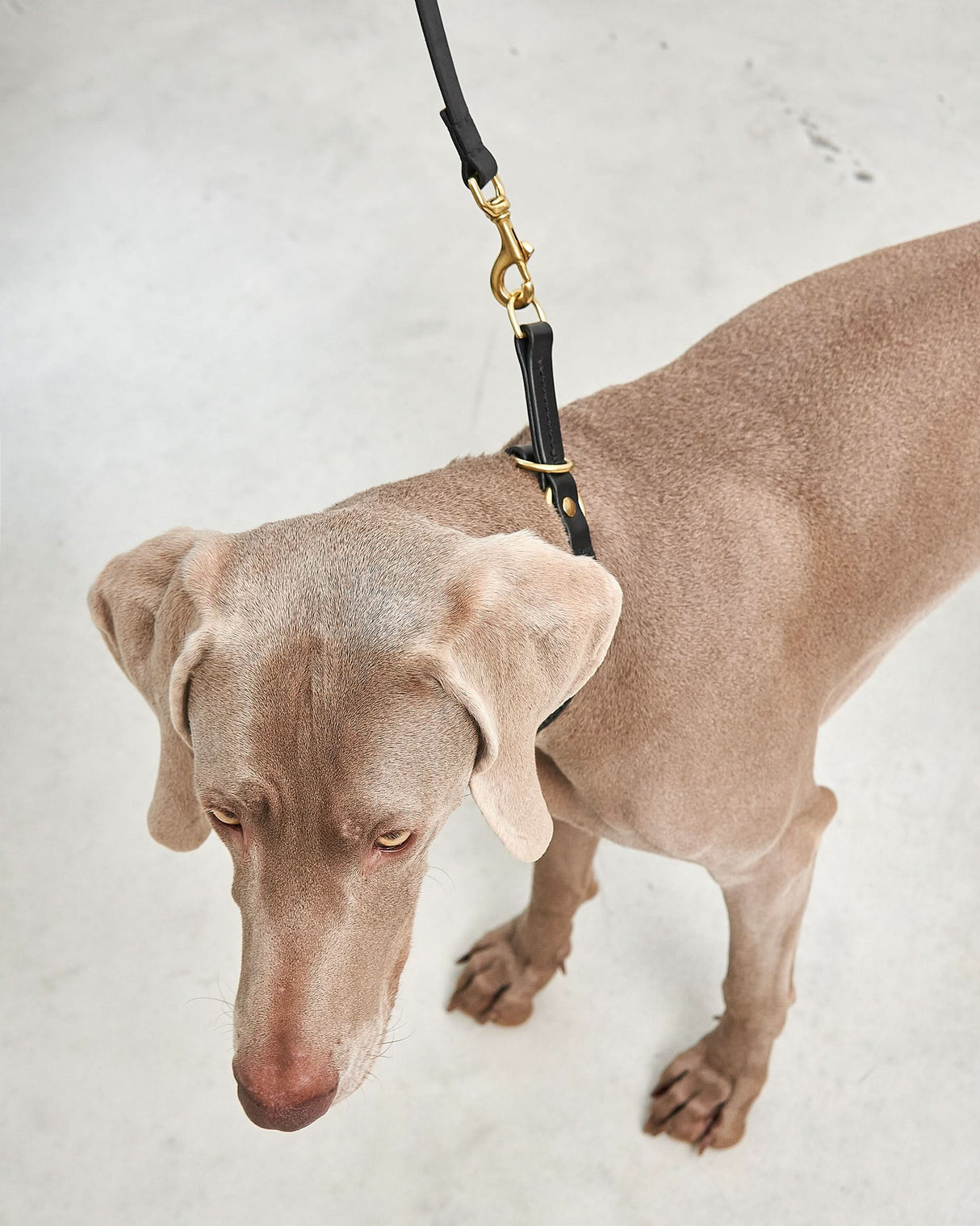 Fano Slip Leather Collar | קולר סליפ מעור לכלב