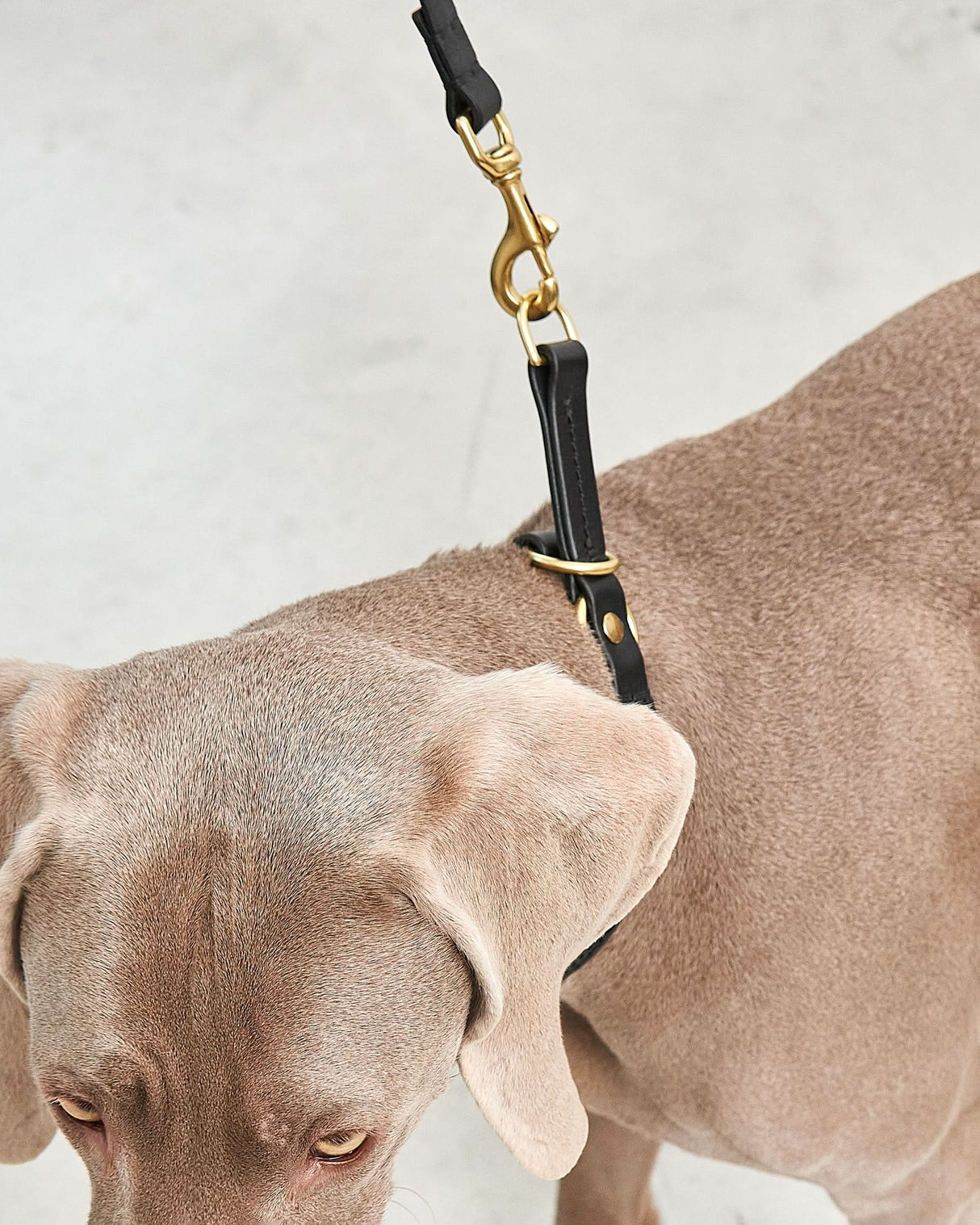 Fano Slip Leather Collar | קולר סליפ מעור לכלב