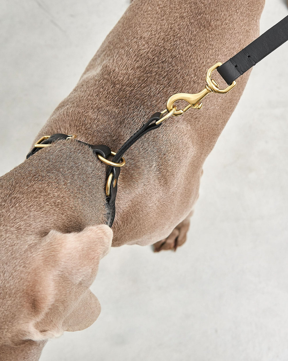 Fano Slip Leather Collar | קולר סליפ מעור לכלב