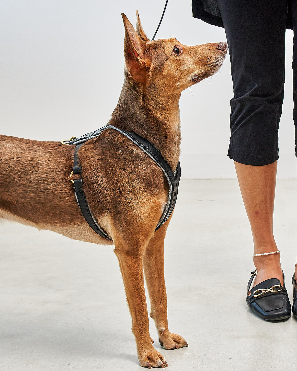 VERONA LEATHER DOG HARNESS | רתמת עור לכלב