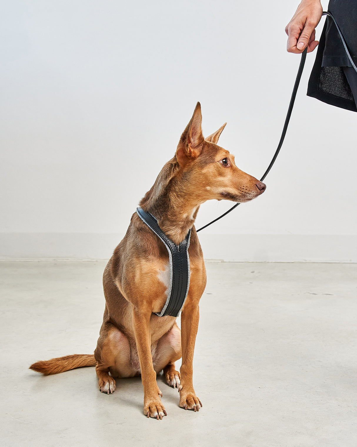 VERONA LEATHER DOG HARNESS | רתמת עור לכלב