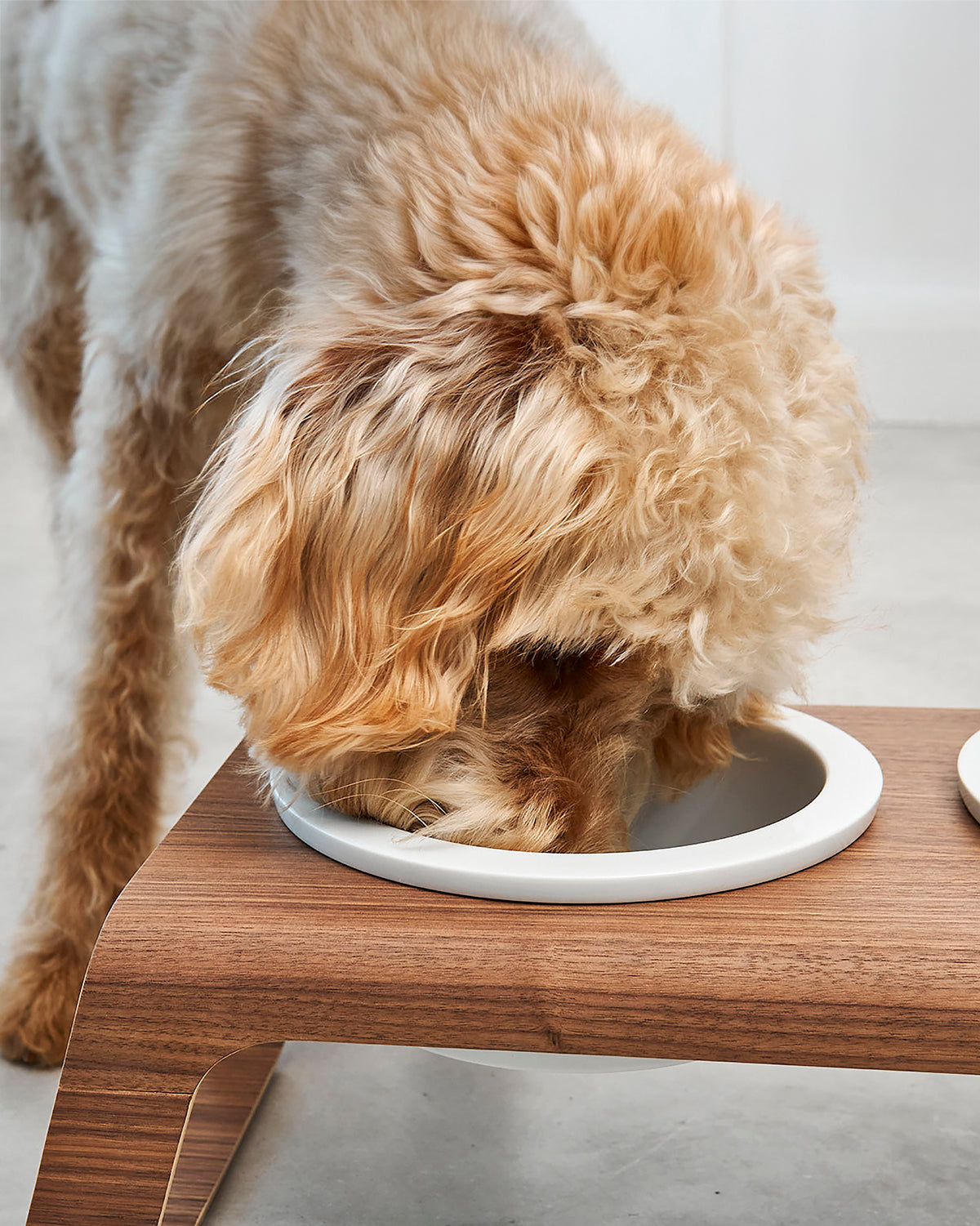 פורצלן דסקו עץ | מעמדות מוגבה לכלב