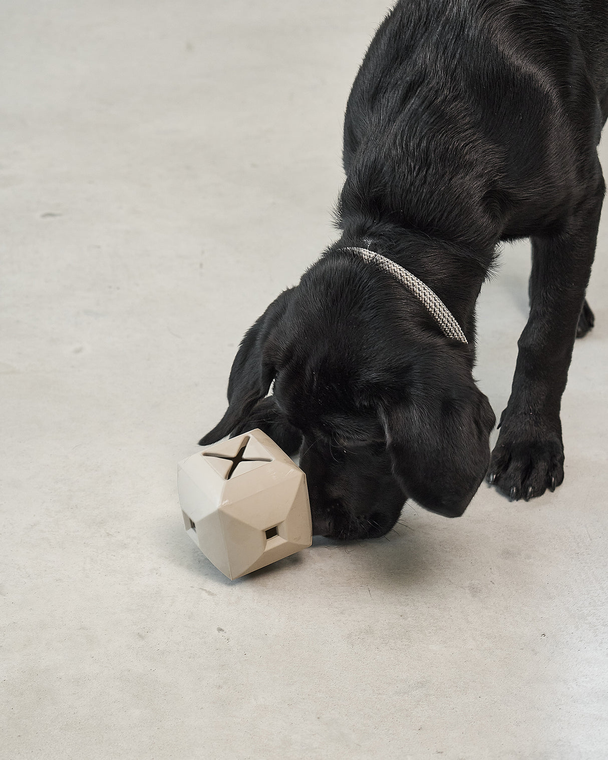 DADO ACTIVITY TOY | צעצוע האכלה אקטיבי לכלב