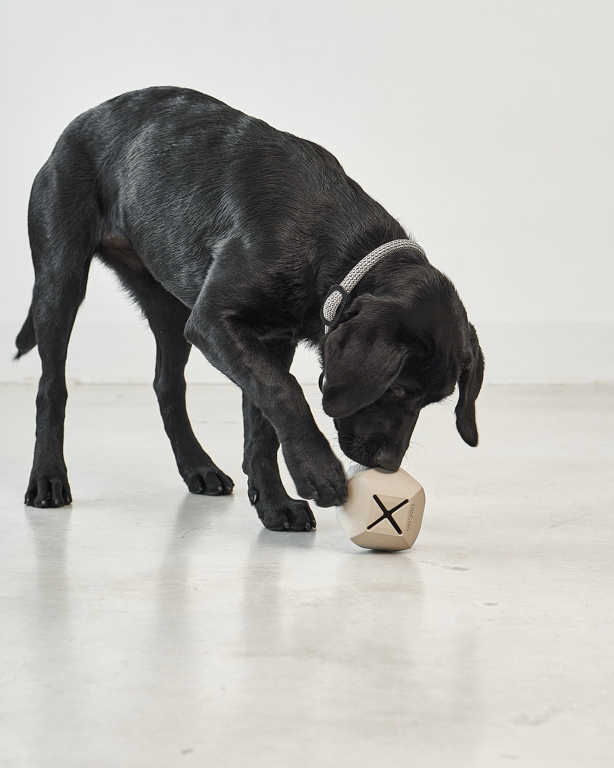 DADO ACTIVITY TOY | צעצוע האכלה אקטיבי לכלב