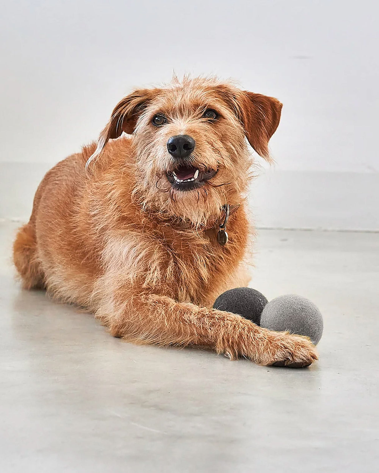 GLOBO DOG BALLS | סט כדורי משחק לכלב