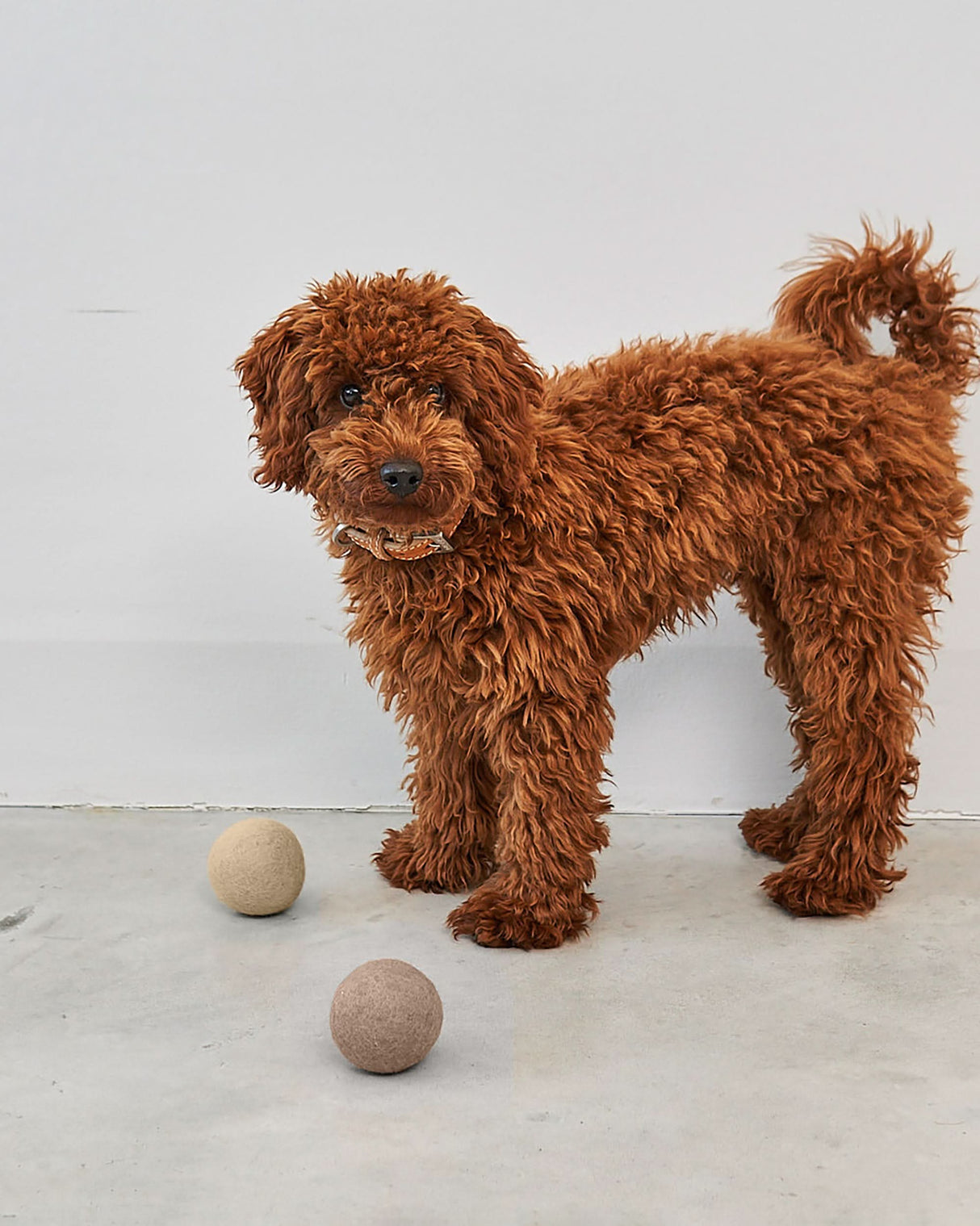 כדורים לכלבים, Dog Balls