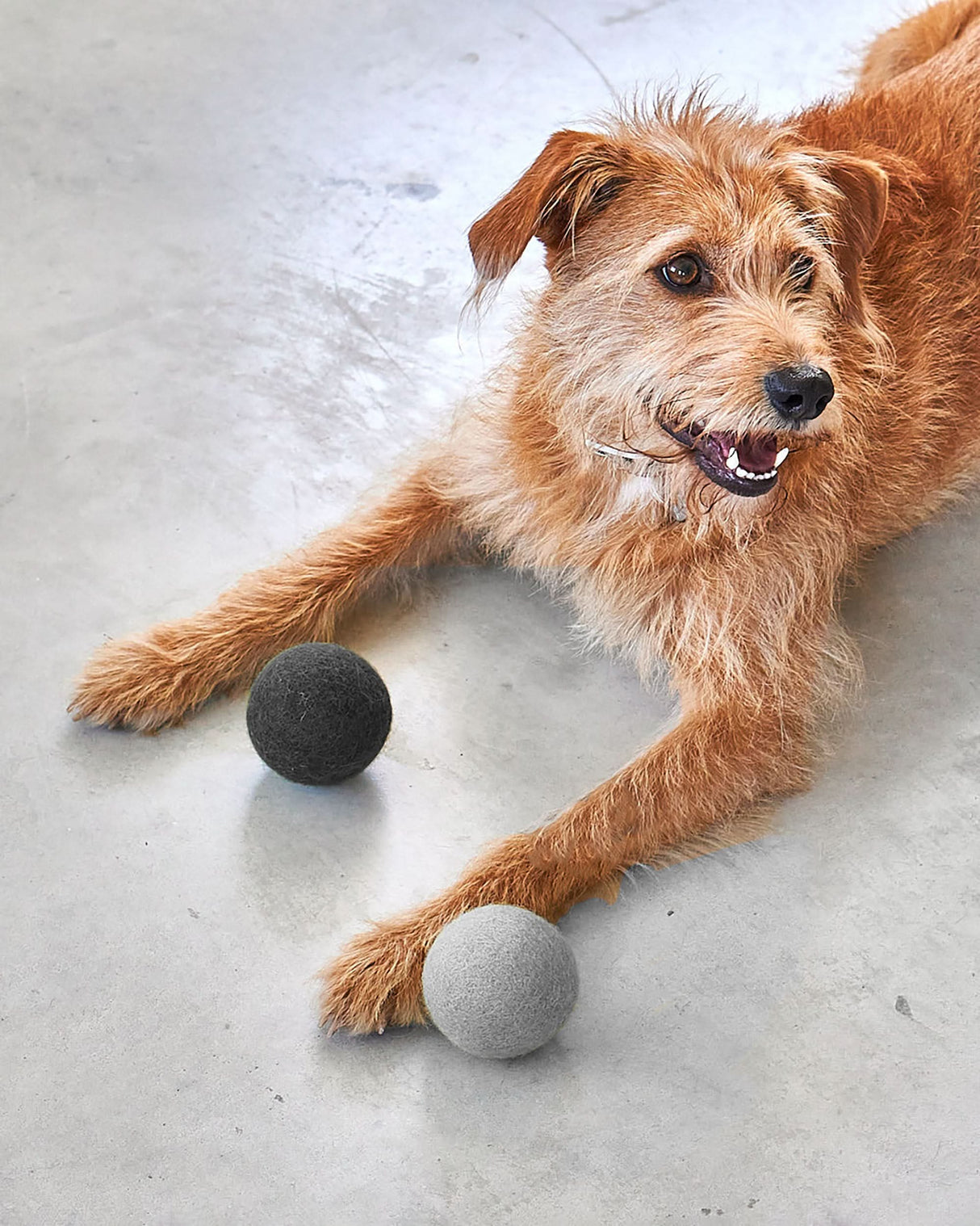 GLOBO DOG BALLS | סט כדורי משחק לכלב