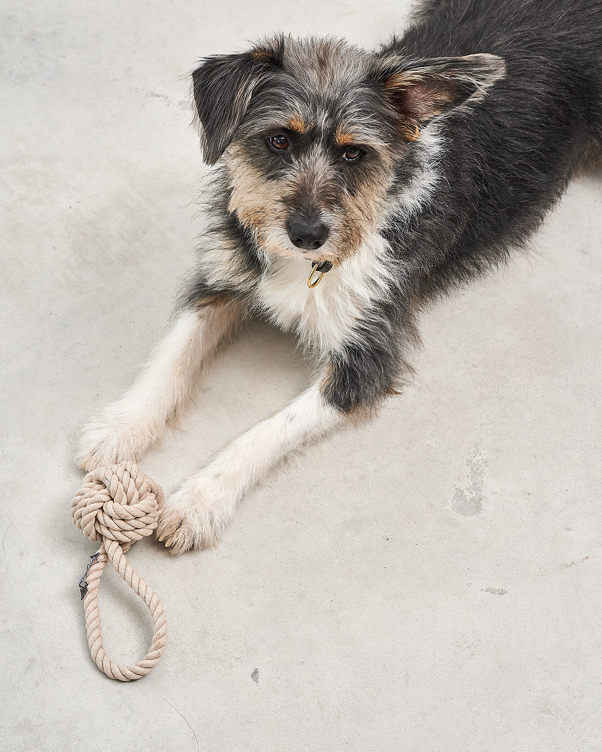 NODO DOG ROPE TOY | חבל משחק לכלב