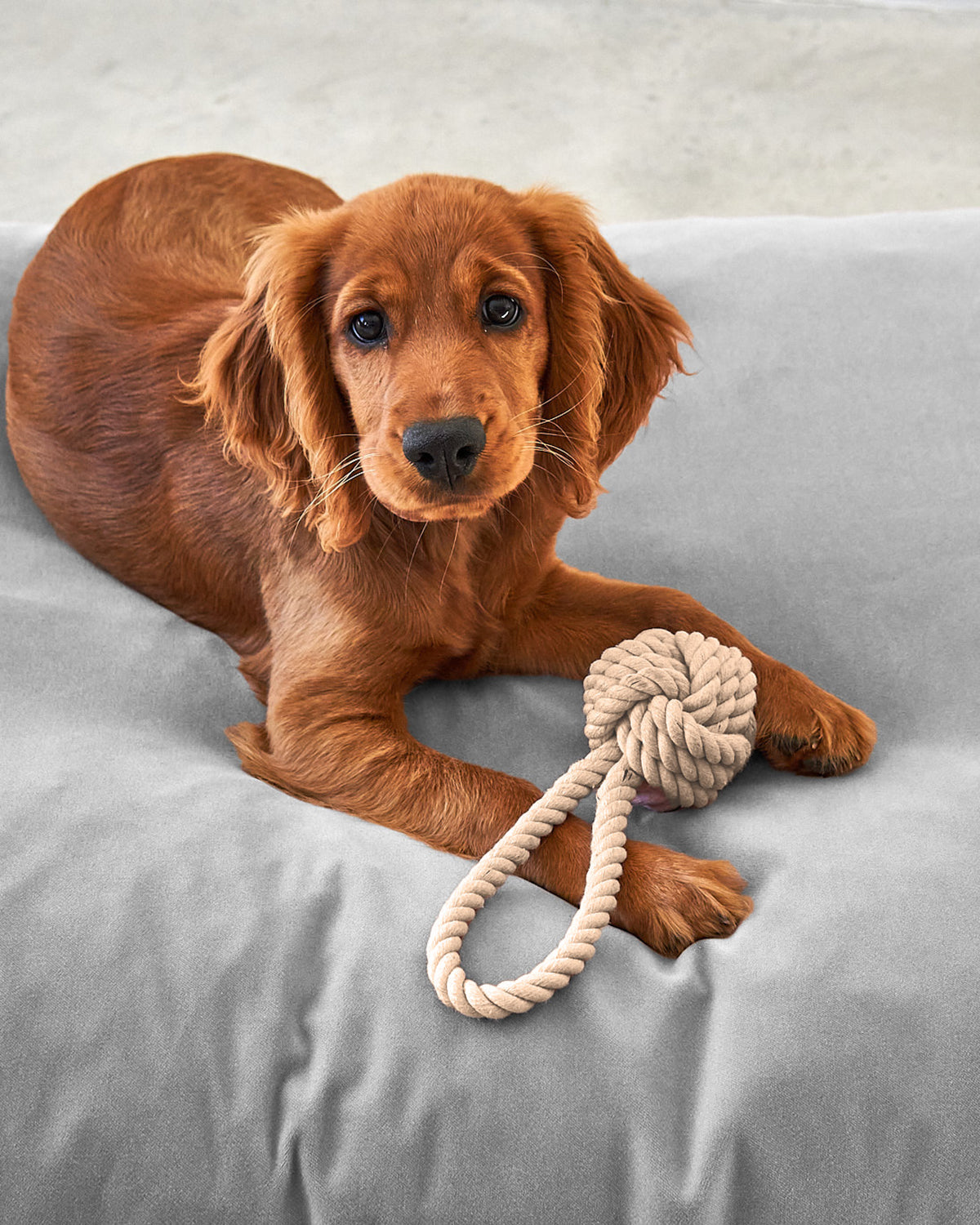 NODO DOG ROPE TOY | חבל משחק לכלב