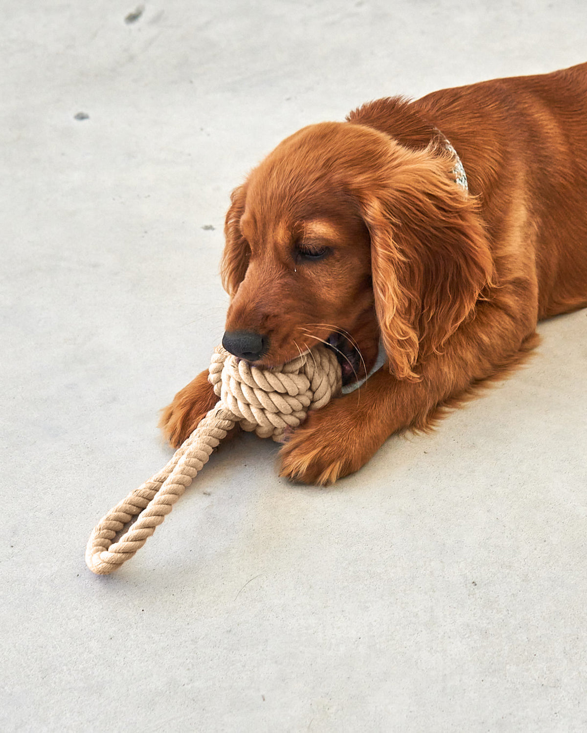 NODO DOG ROPE TOY | חבל משחק לכלב