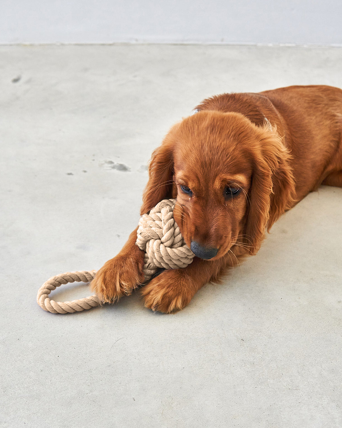 NODO DOG ROPE TOY | חבל משחק לכלב