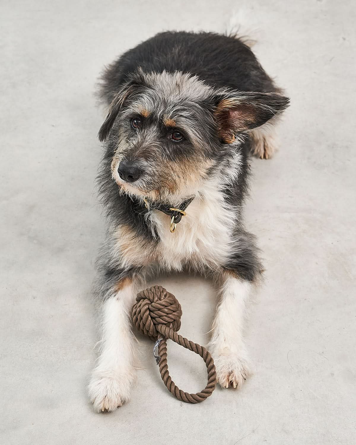 NODO DOG ROPE TOY | חבל משחק לכלב