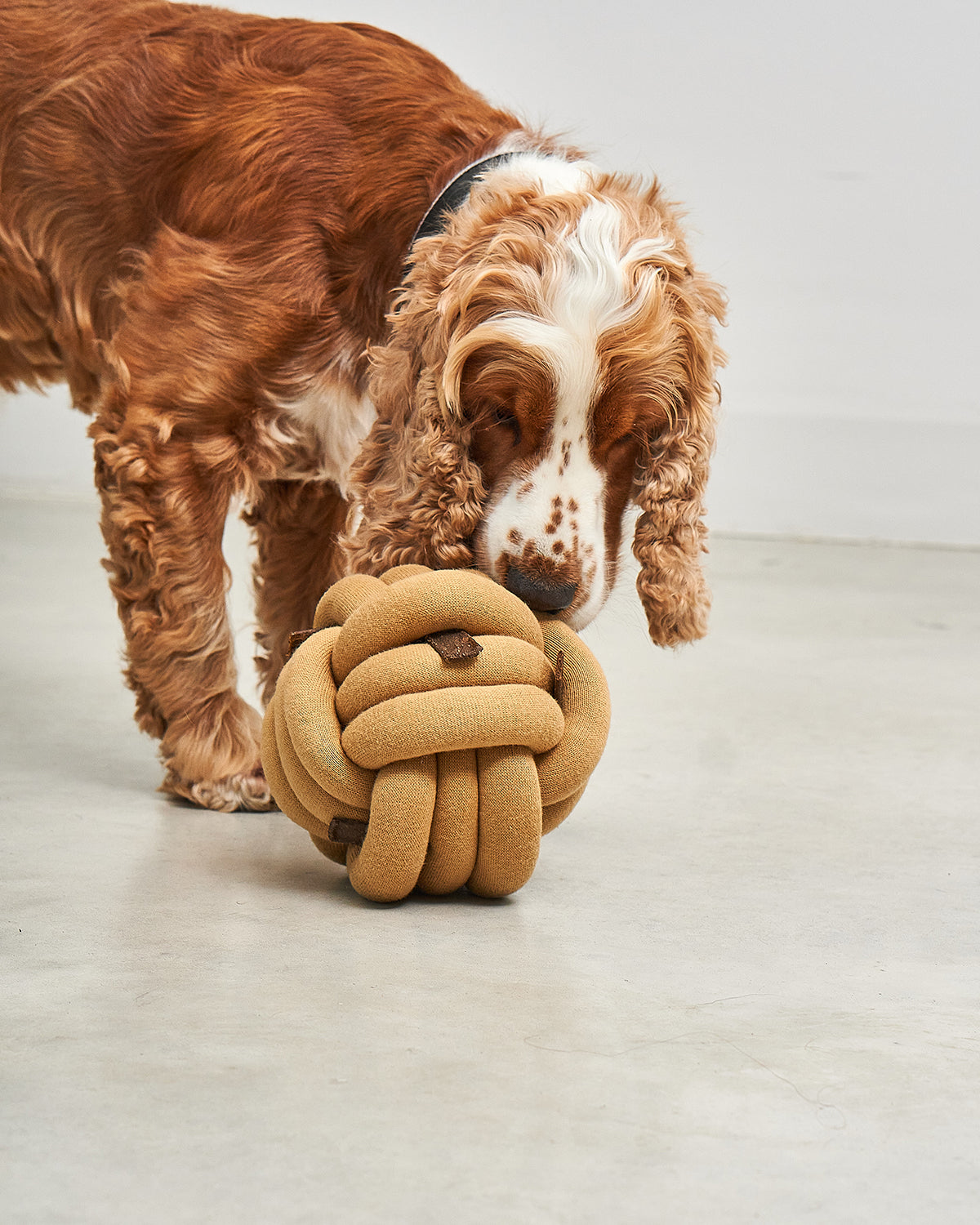 TUBO ACTIVITY TOY | צעצוע הפעלה לכלב