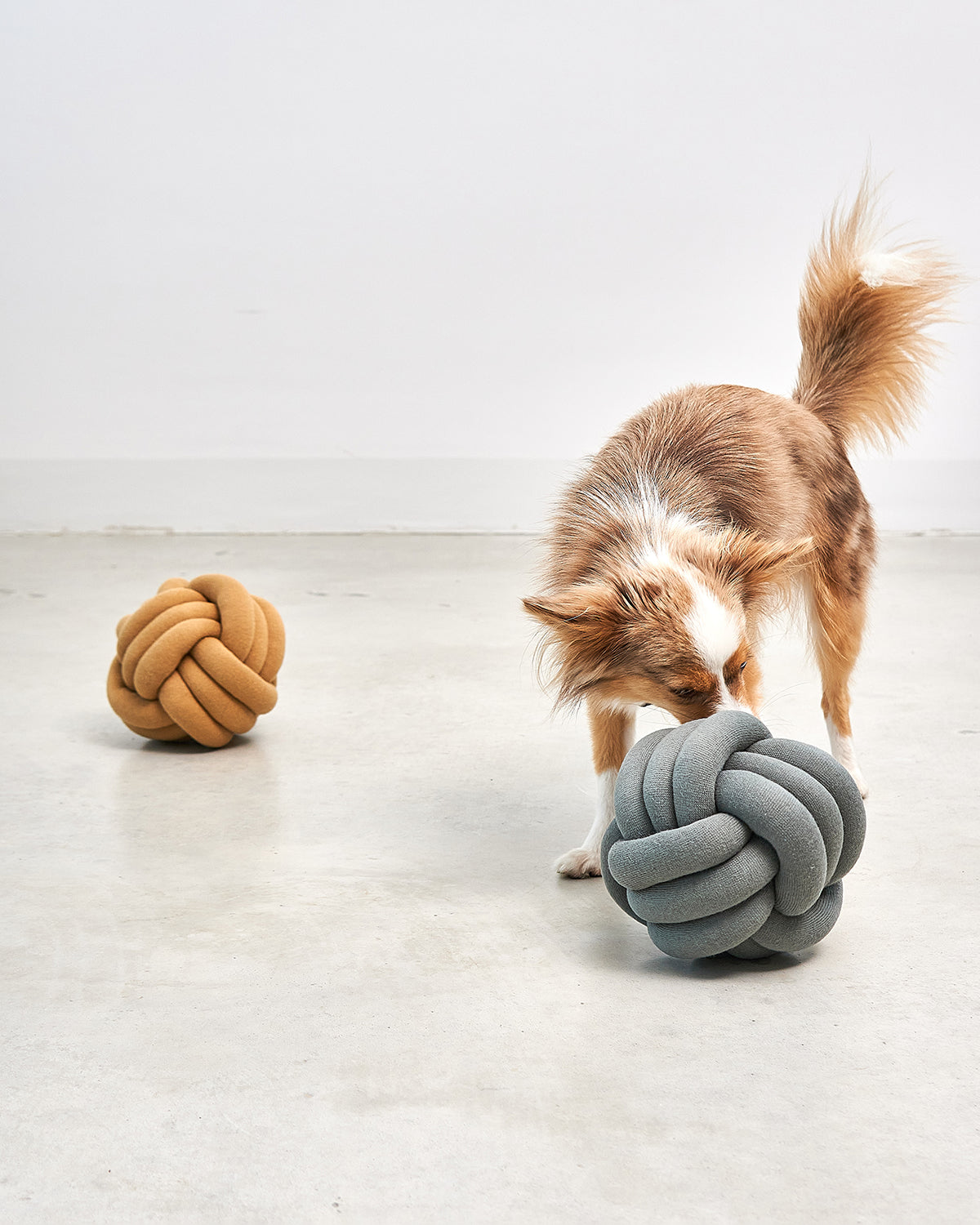 TUBO ACTIVITY TOY | צעצוע הפעלה לכלב