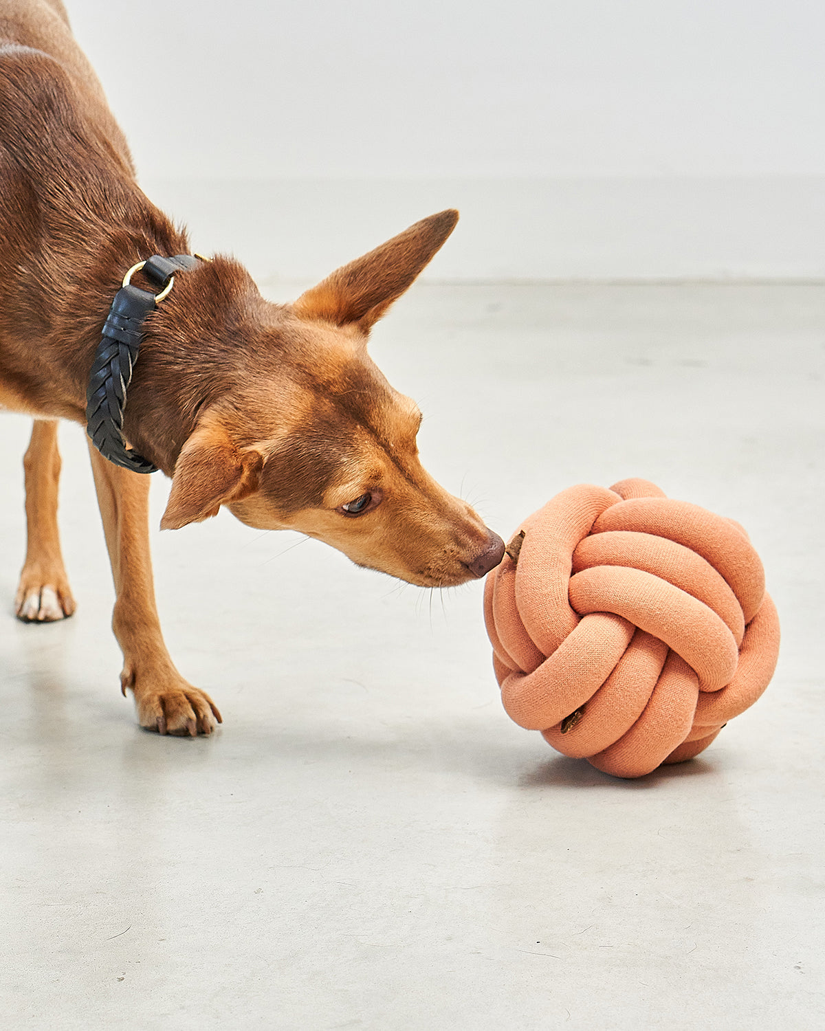 TUBO ACTIVITY TOY | צעצוע הפעלה לכלב