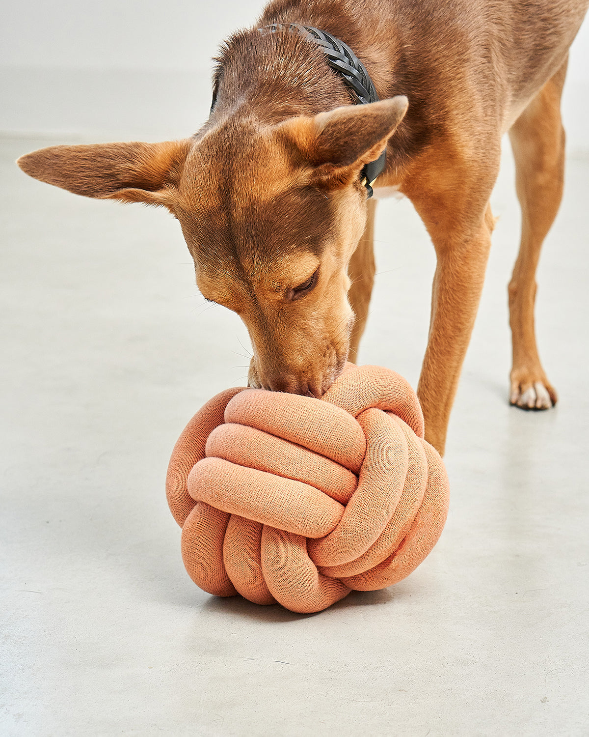 TUBO ACTIVITY TOY | צעצוע הפעלה לכלב