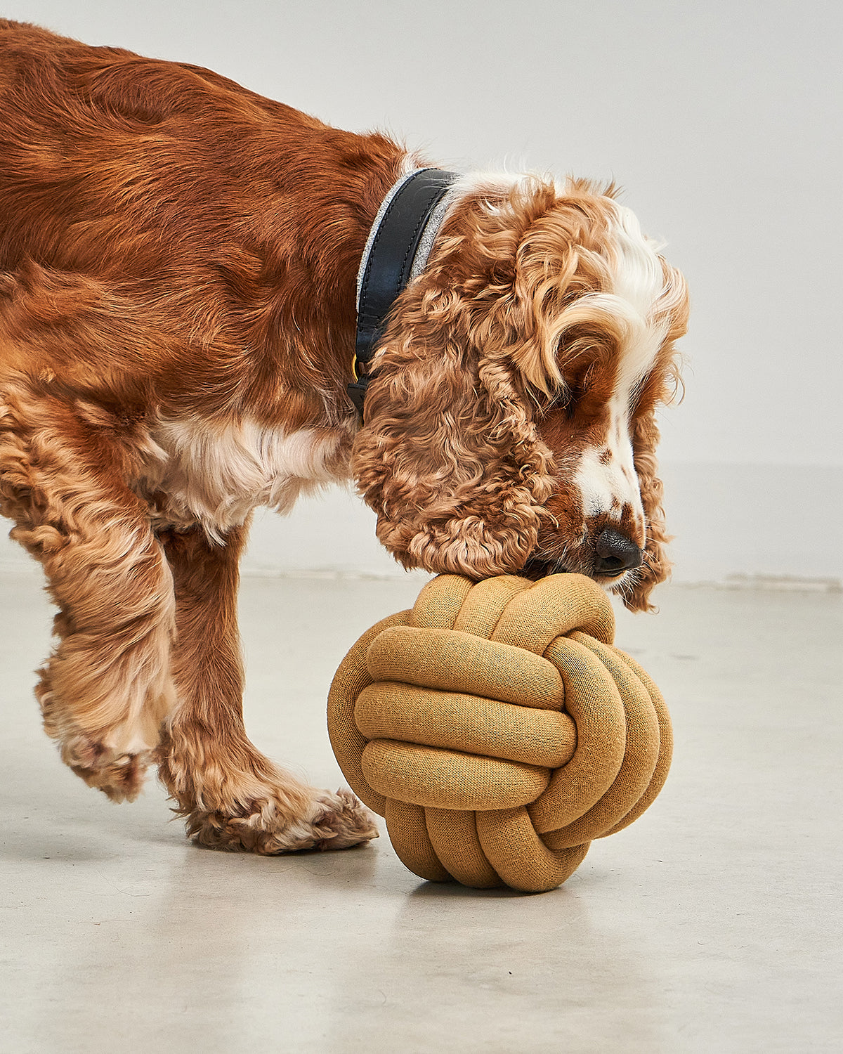 TUBO ACTIVITY TOY | צעצוע הפעלה לכלב