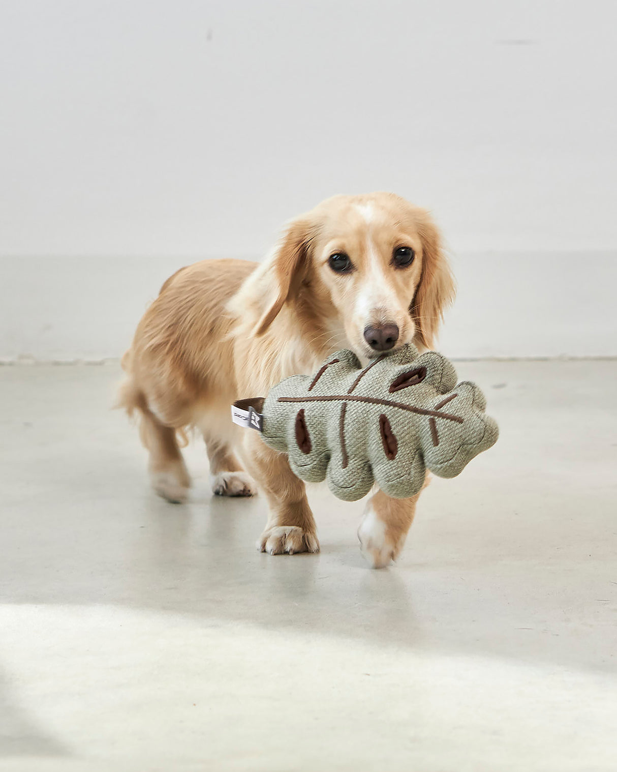 FORESTA DOG SNUFFLE TOYS SET | סט צעצועי ריחרוח לכלבים