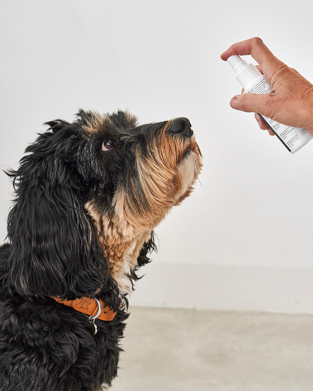 ספריי לטיפוח השיניים והחניכיים לכלב | GENGIVA DOG DENTAL SPRAY