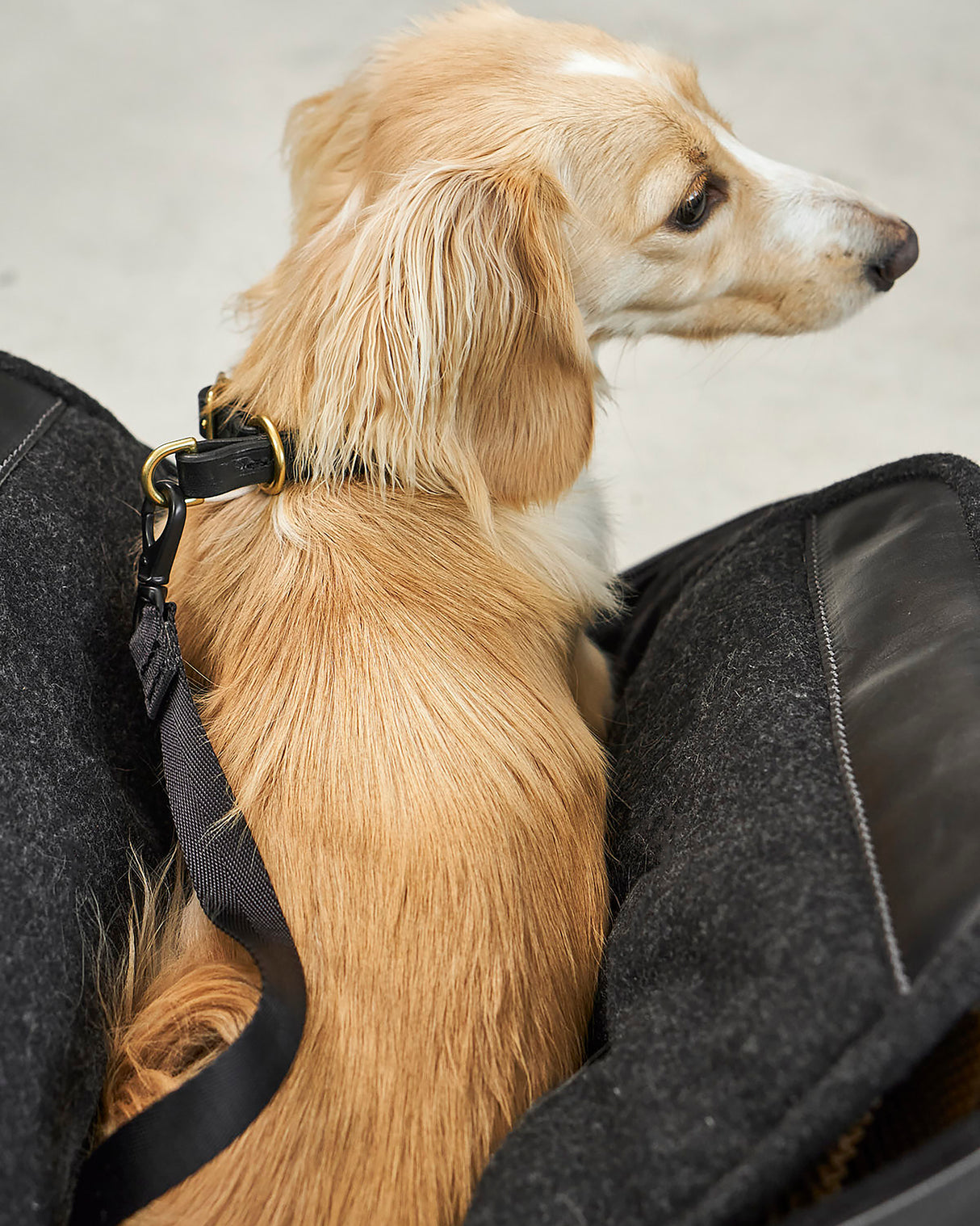 תיק נשיאה לכלב מעור אלגנטי | Borsa Dog Leather Carrier Bag