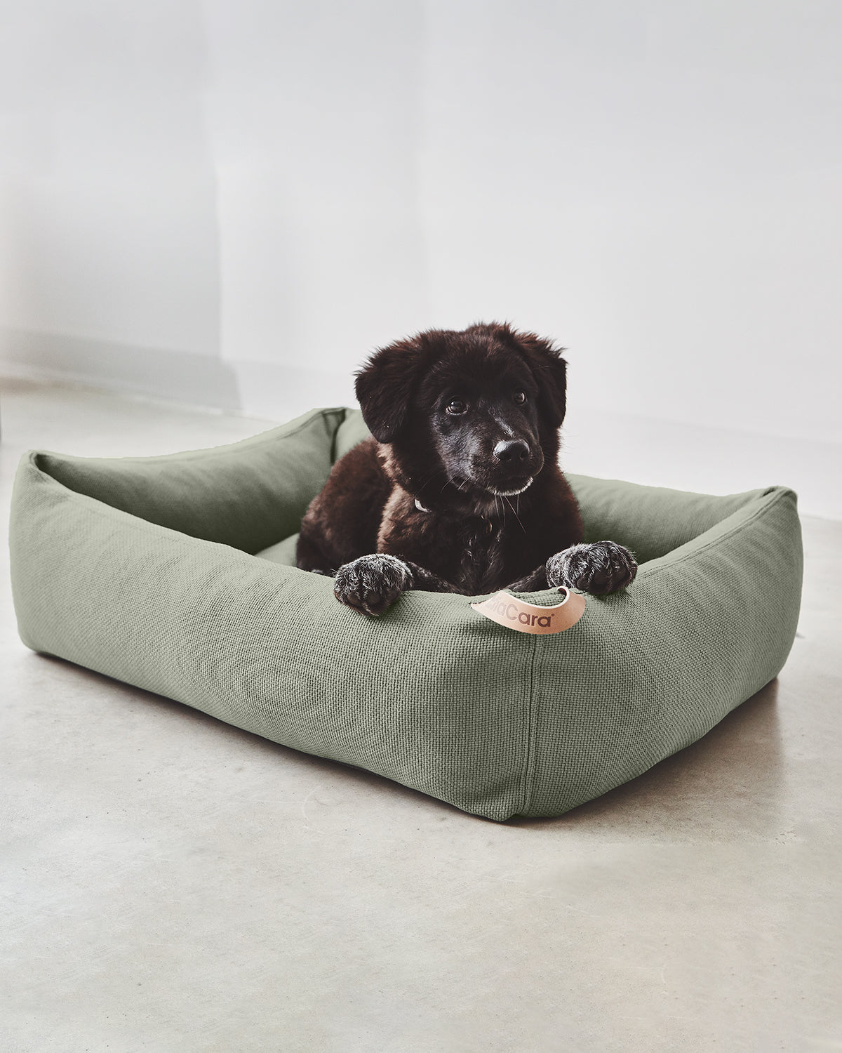 מיטות לכלבים