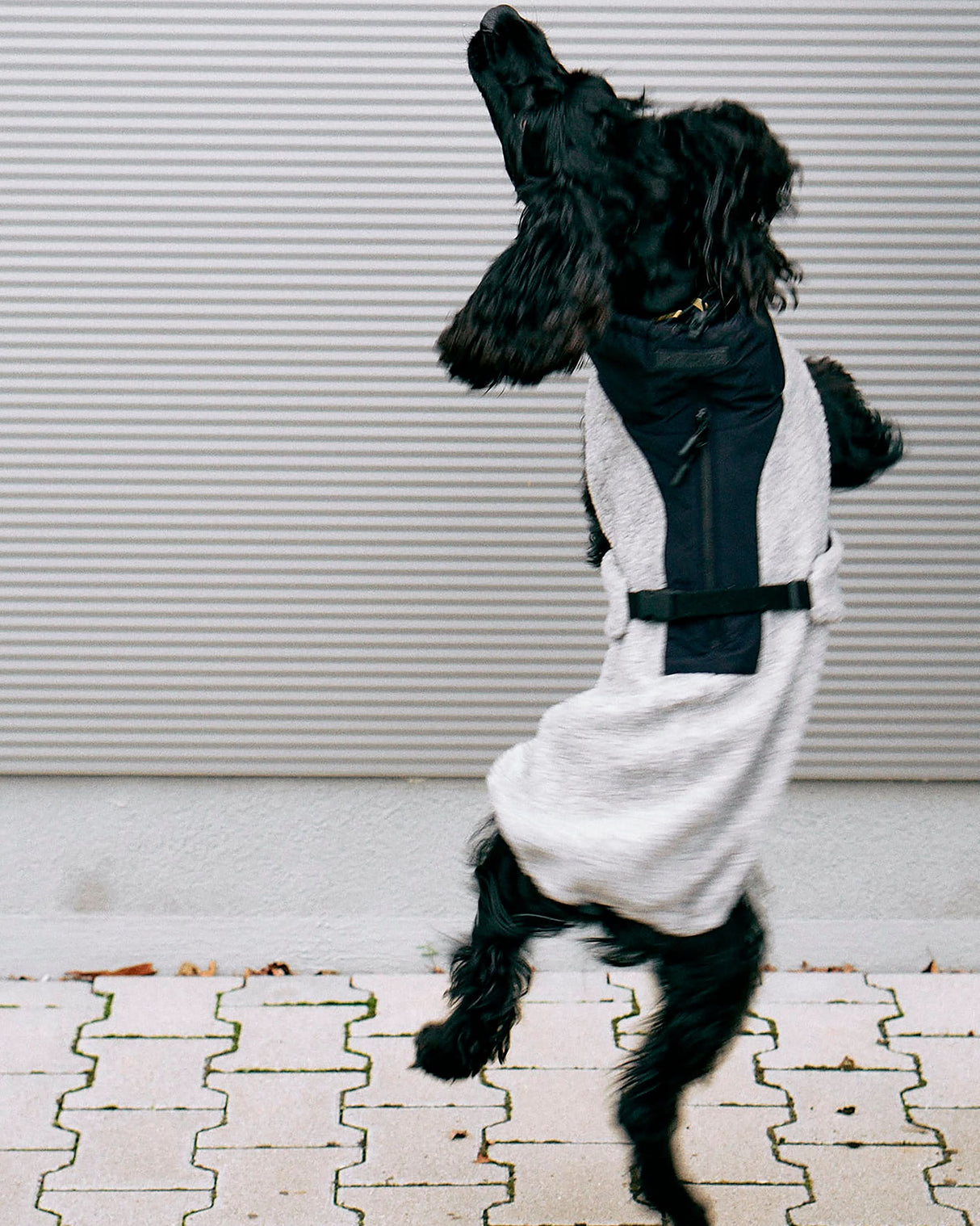 EMILIA DOG COAT | מעיל לכלב