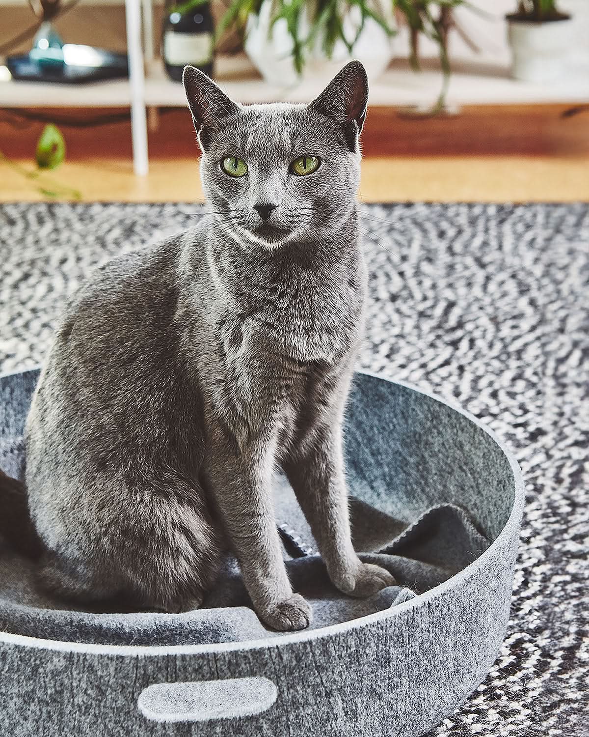 מיטות לחתולים