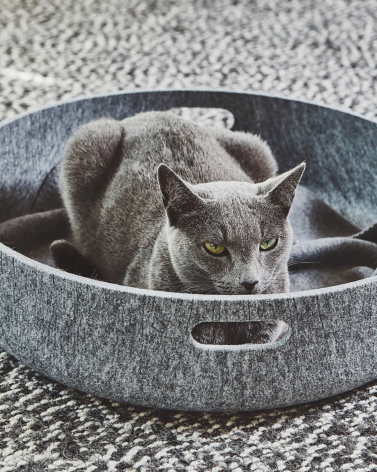 מיטות לחתולים