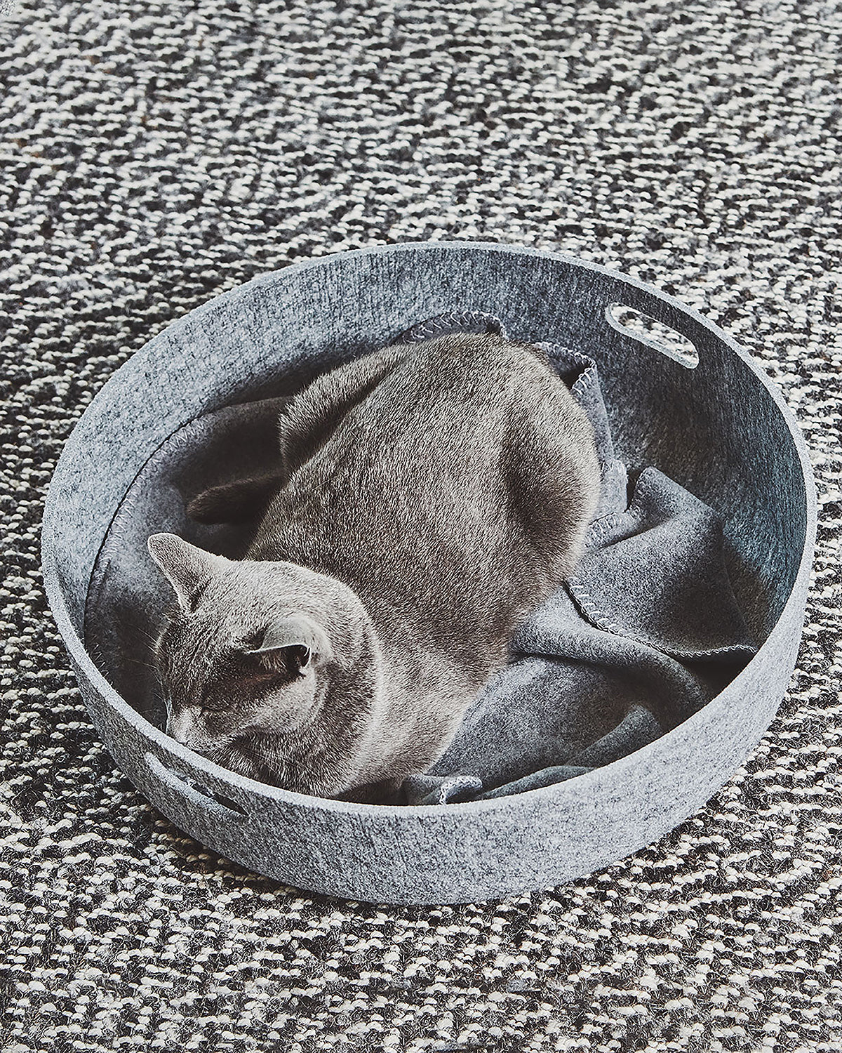 מיטות לחתולים