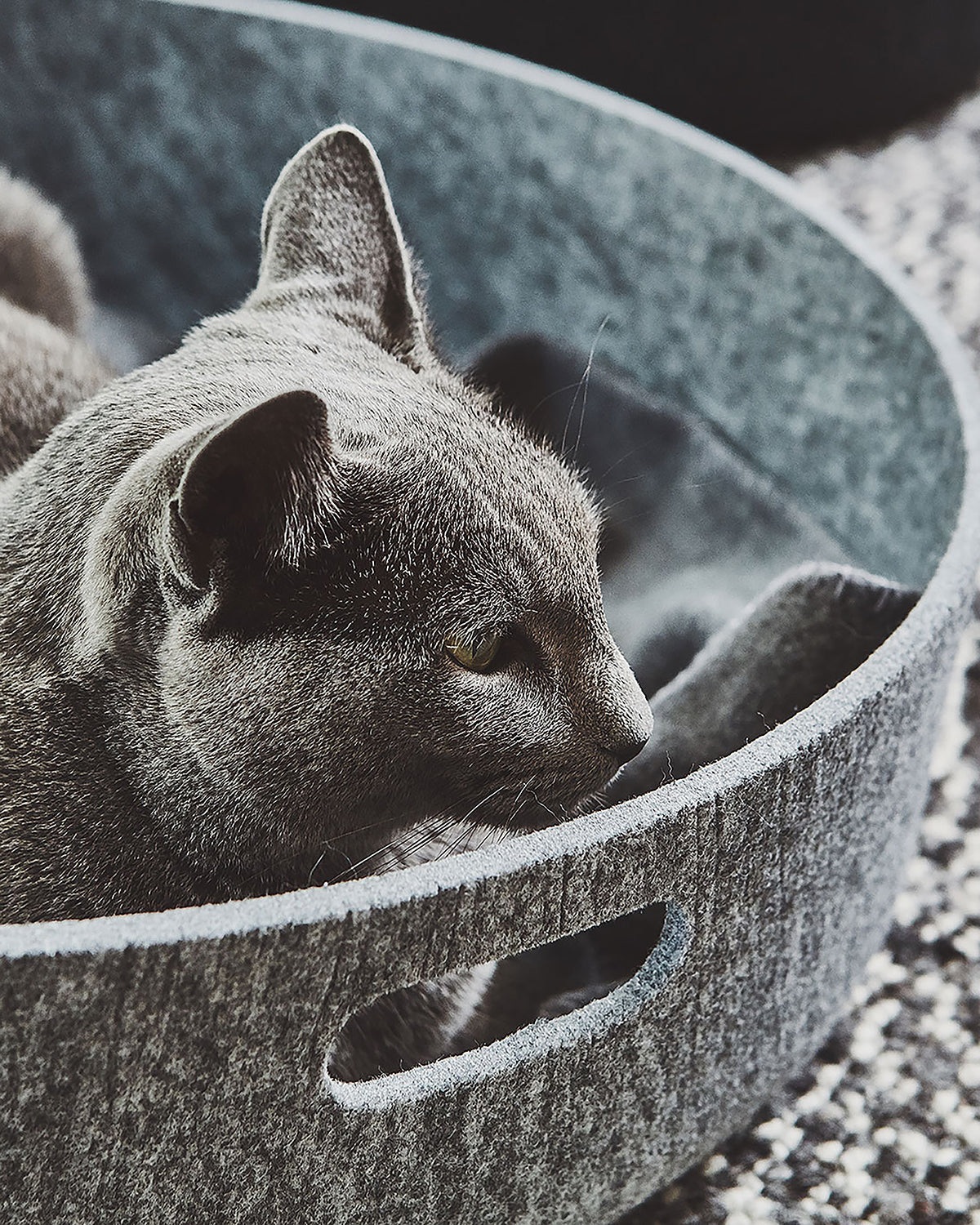 מיטות לחתולים