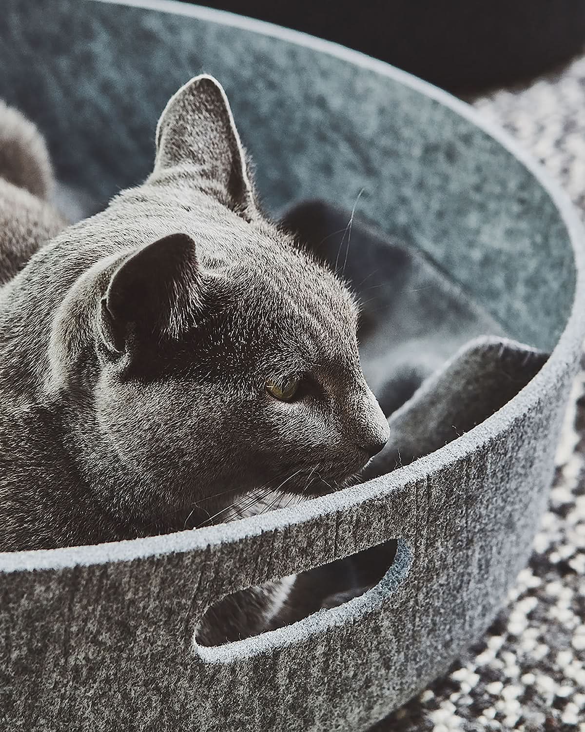 מיטות לחתולים