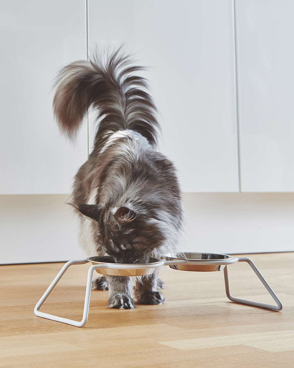 פינות אוכל לחתולים וכלבים