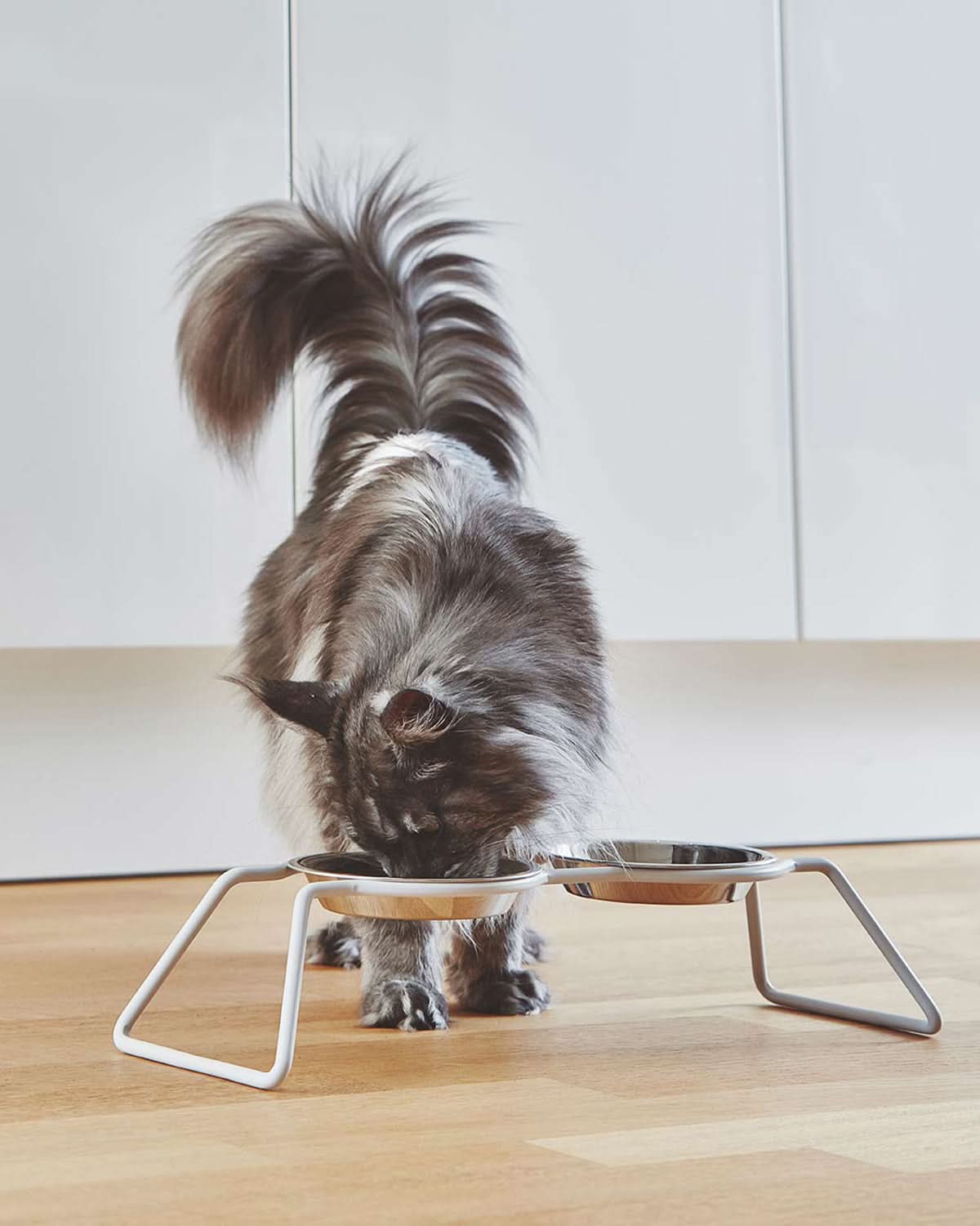 פינות אוכל לחתולים וכלבים