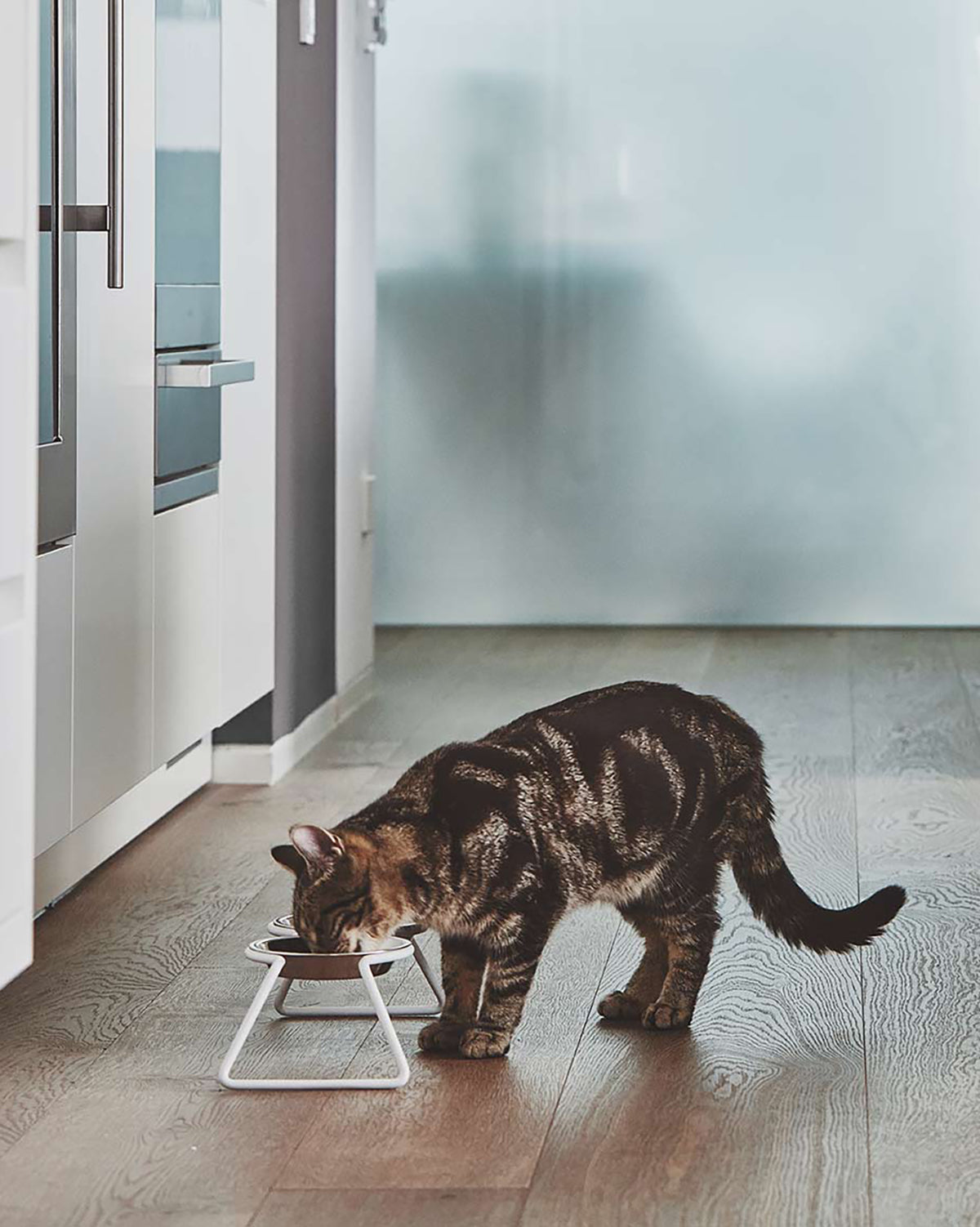 פינות אוכל לחתולים וכלבים