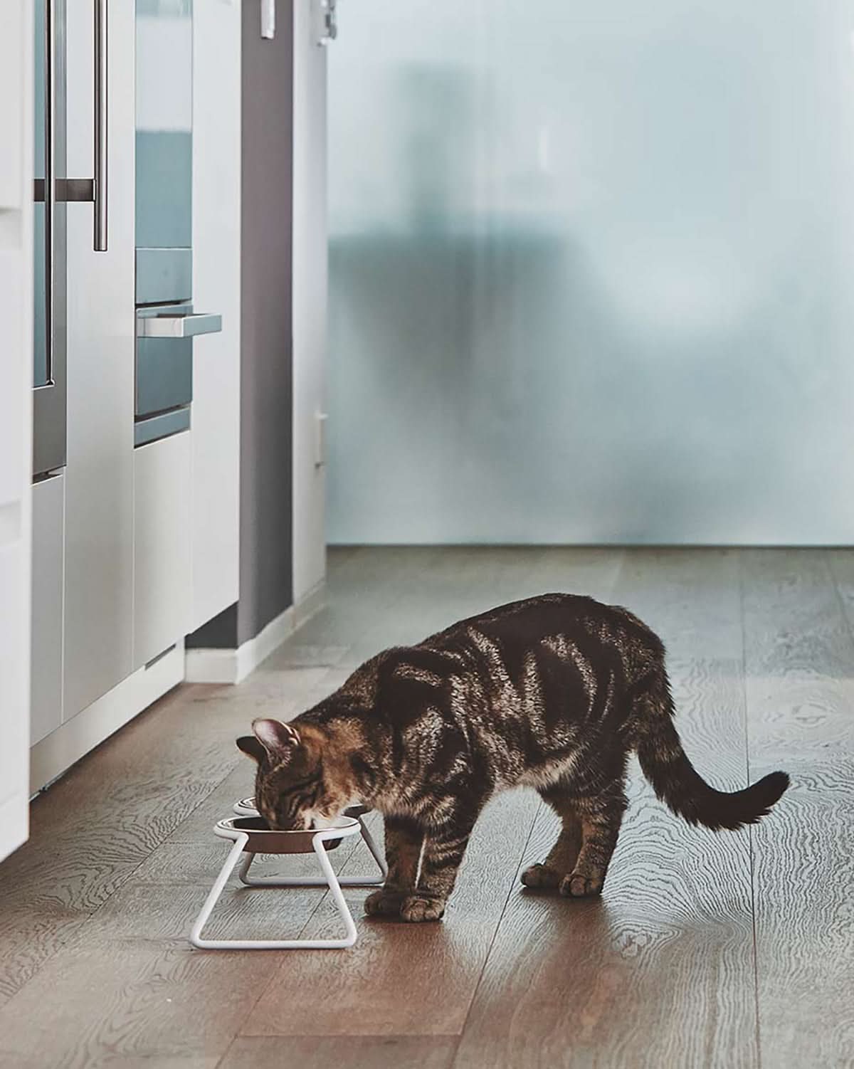 פינות אוכל לחתולים וכלבים