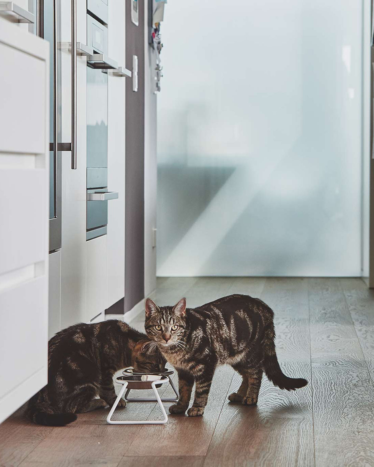 פינות אוכל לחתולים וכלבים