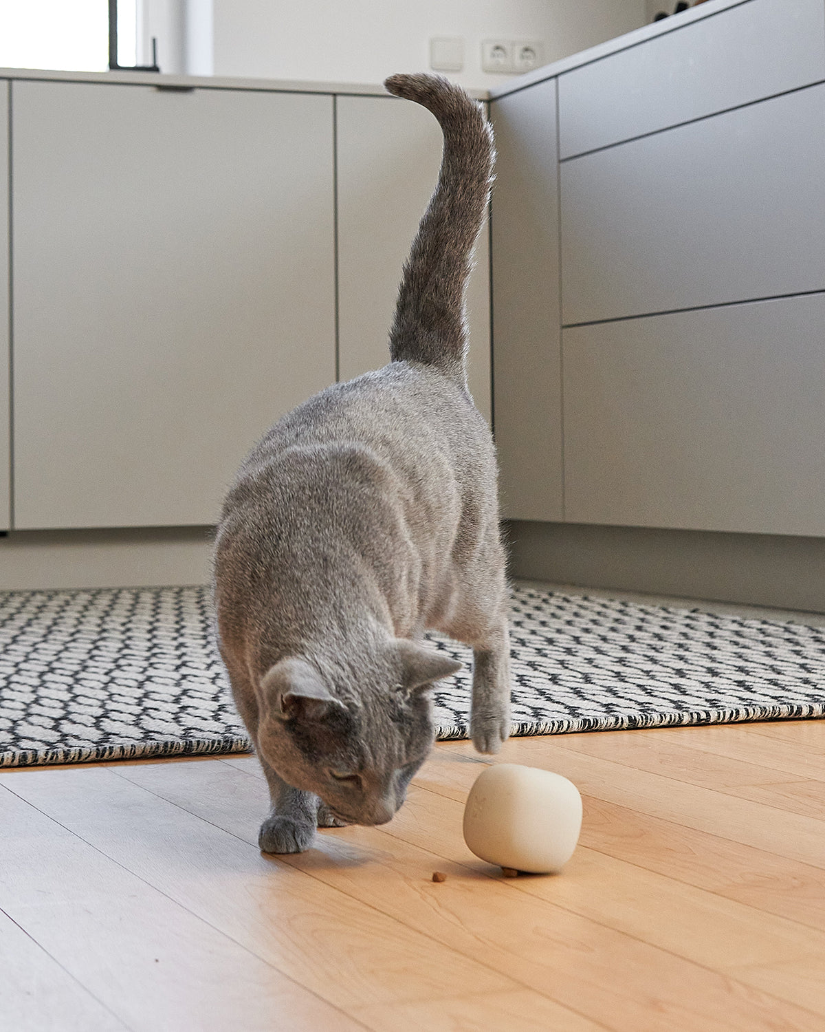 ROTOLO CAT & DOG TOY | צעצוע הפעלה לחתולים ולכלבים