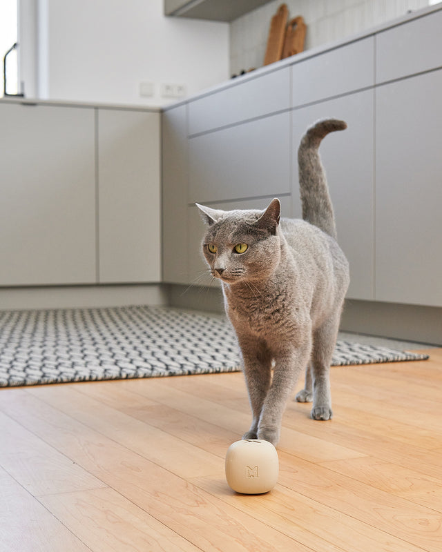 צעצוע הפעלה לכלבים ולחתולים