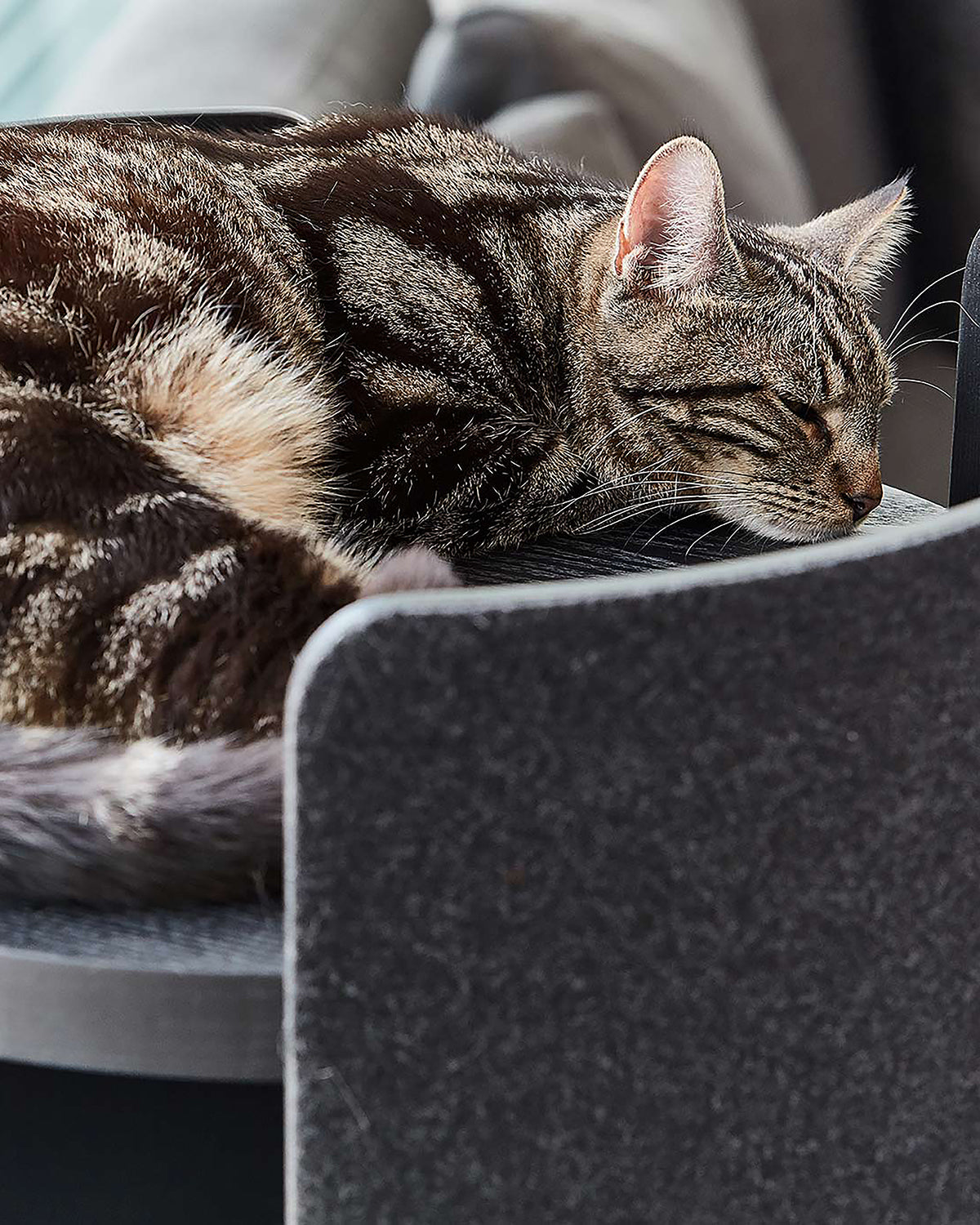 TORRE CLIMBING & SCRATCHING CAT POST | מגדל טיפוס וגירוד לחתולים