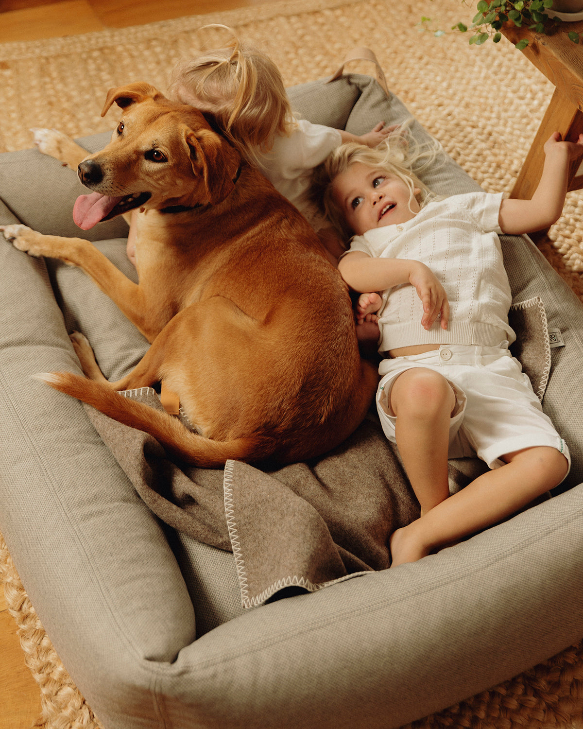 MARE DOG BOX BED | מיטה אורתופדית לכלב