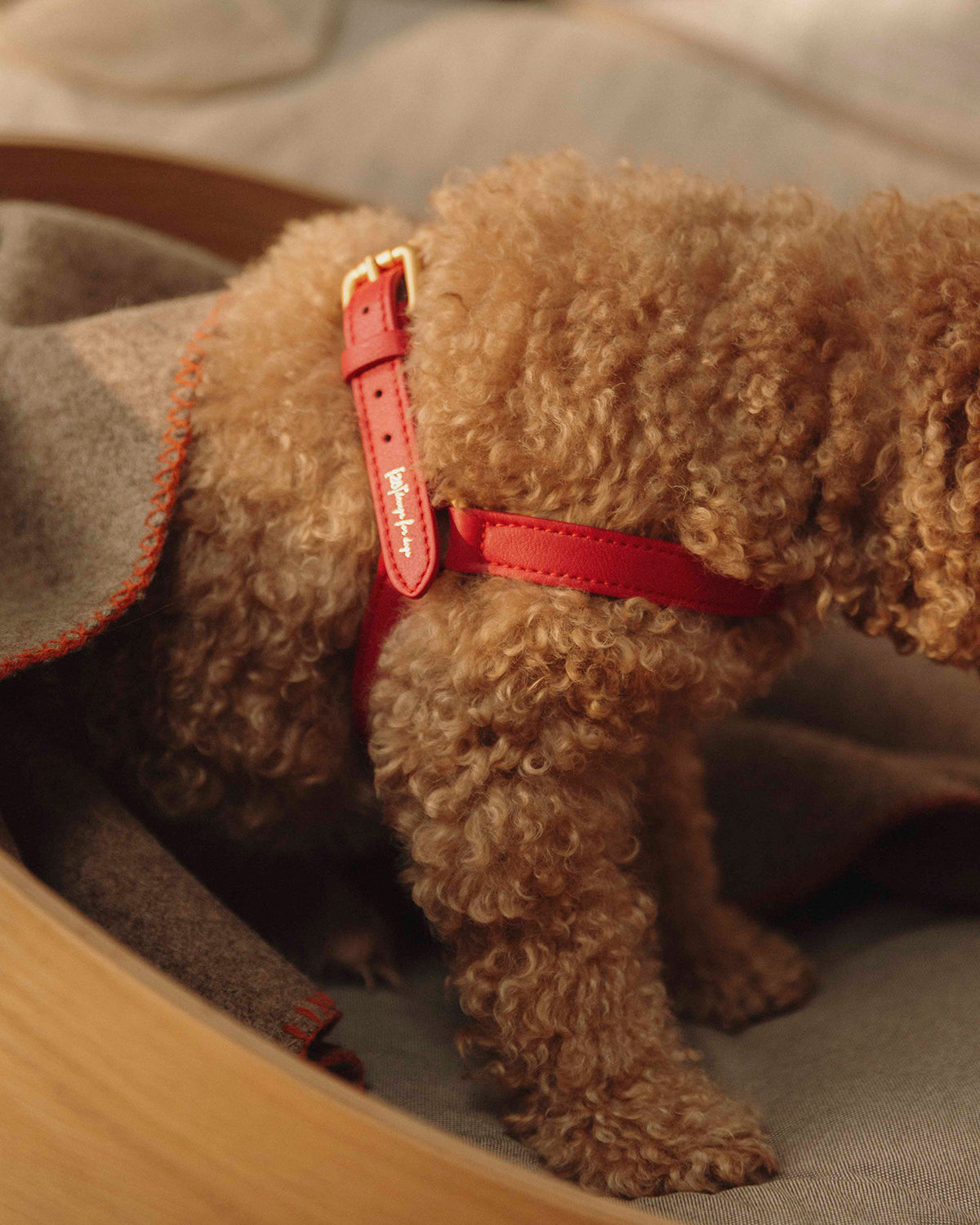 רתמת עור MARIO | רתמת עור לכלב