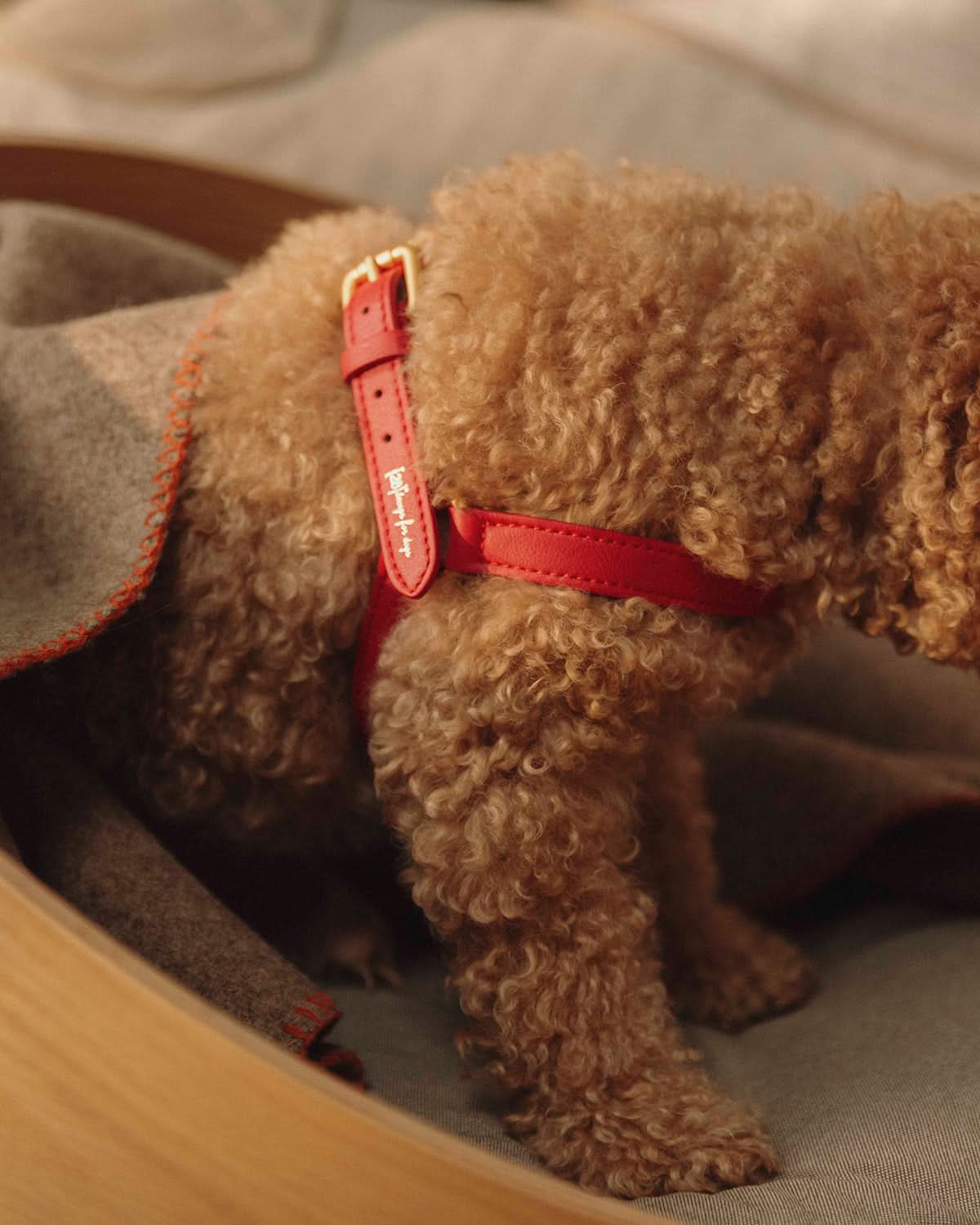 רתמה לכלב מעור נאפה איטלקי | MARIO NAPPA LEATHER DOG HARNESS