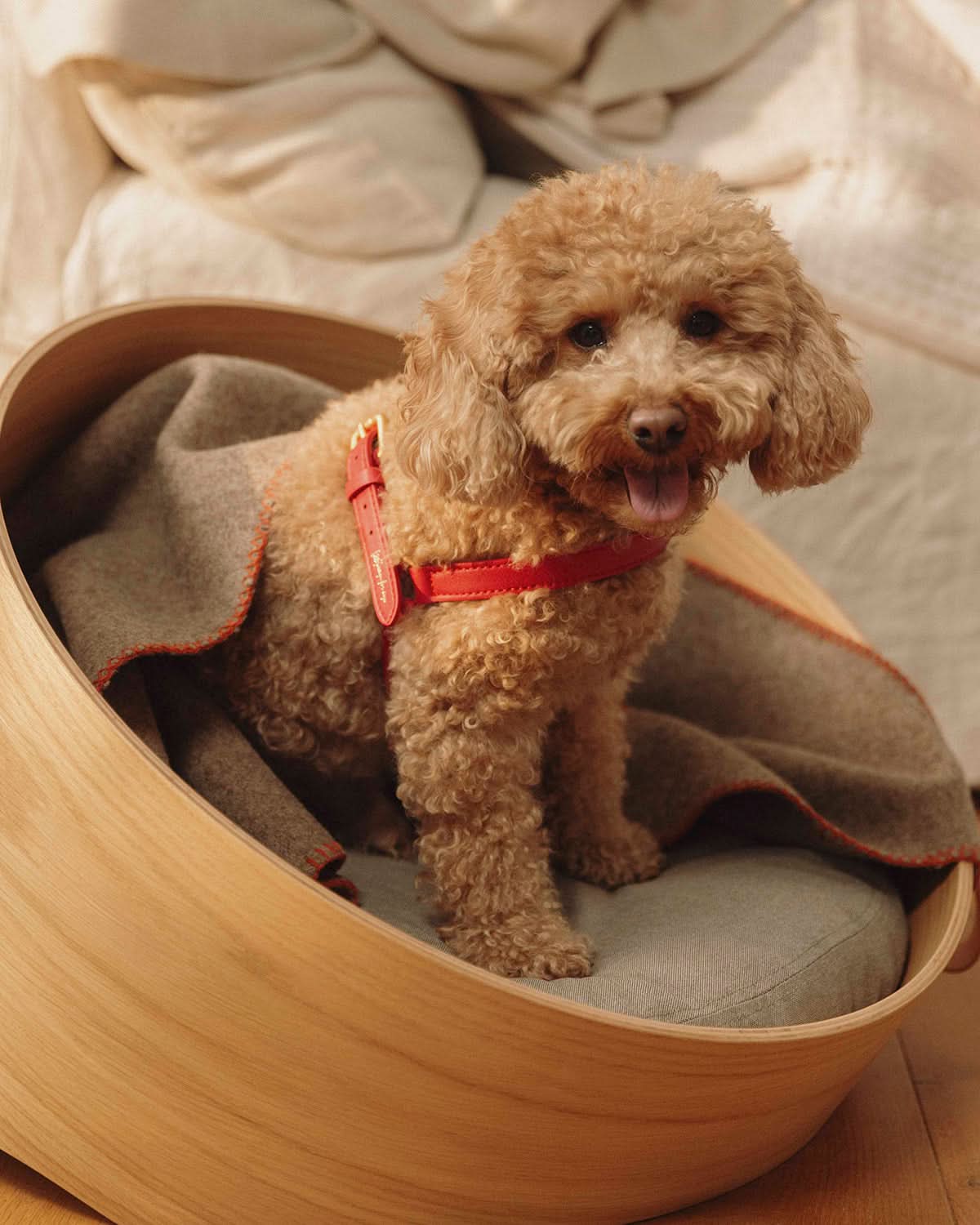 רתמה לכלב מעור נאפה איטלקי | MARIO NAPPA LEATHER DOG HARNESS