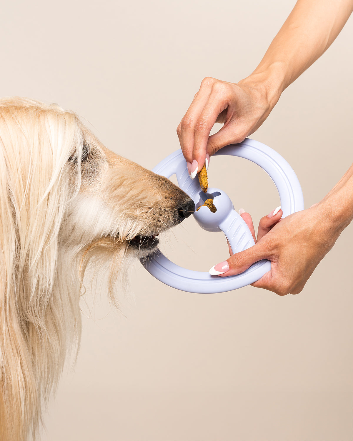 FRISBEE DOG TOY | משחק פריזבי לכלב