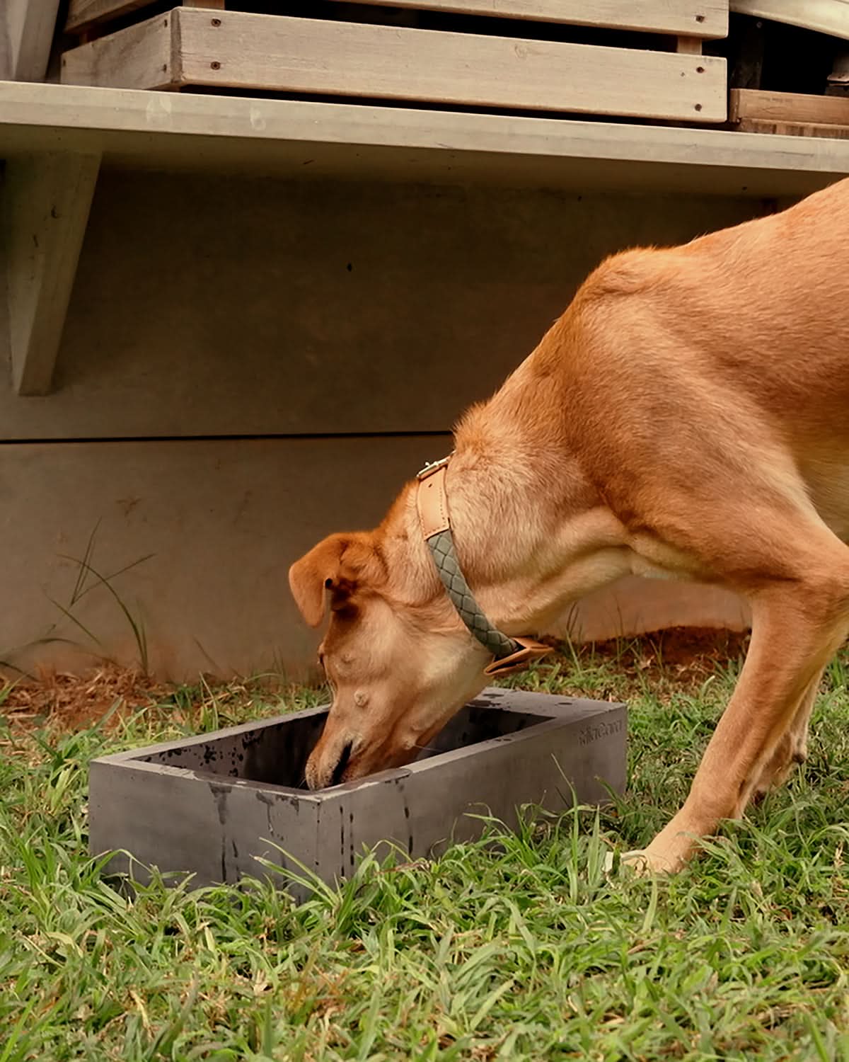 TROGOLO OUTDOOR WATER BOWL | קערת מים לחצר לכלב ולחתול